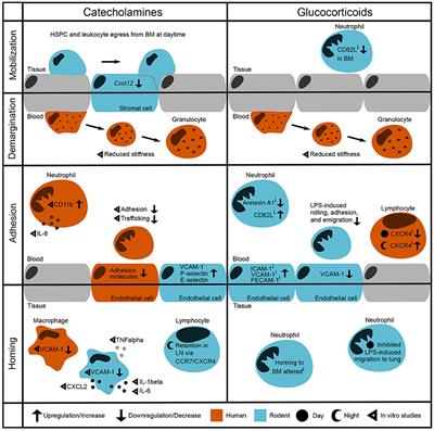 Control of Leukocyte Trafficking by Stress-Associated Hormones